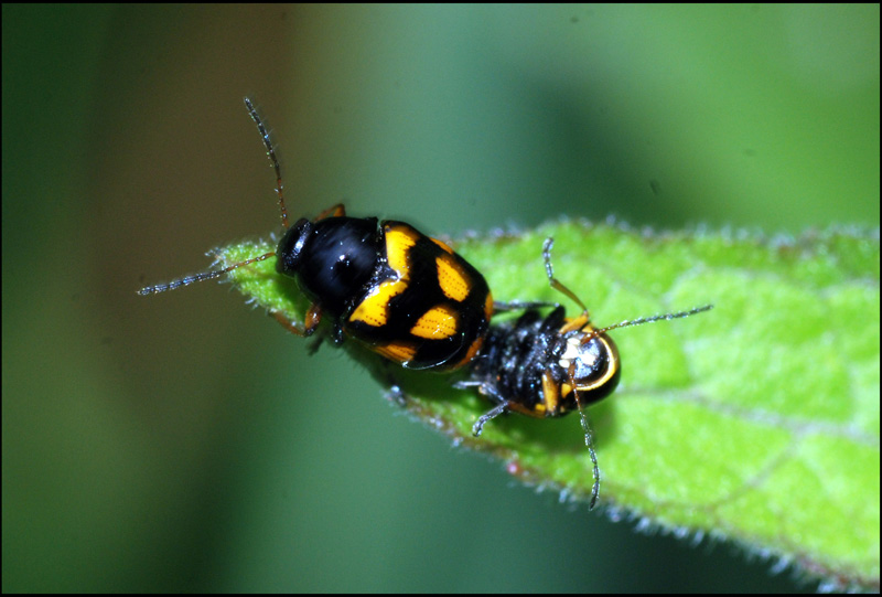 Cryptocephalus sp.